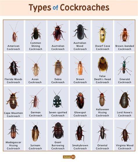 cockroach in Cebuano .